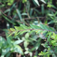 Phyllanthus myrtifolius (Wight) Müll.Arg.